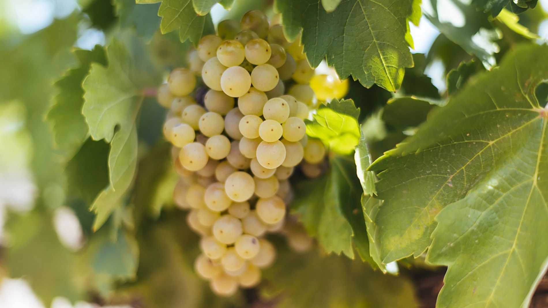 Malvasia